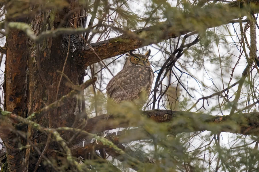 A great horned owl is perched on a branch, blending in with the brown and green foliage of a pine tree. A great horned owl is perched on a branch, blending in with the brown and green foliage of a pine tree.