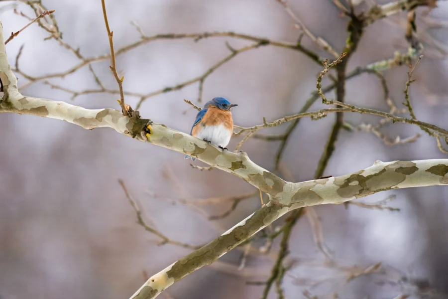 A small blue and orange bird is perched on a light-colored branch with a blurred background of bare tree branches. A small blue and orange bird is perched on a light-colored branch with a blurred background of bare tree branches.