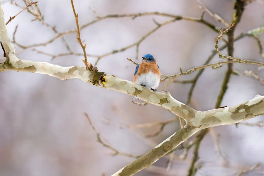 A small bluebird with a rust-orange breast perches on a pale, leafless branch against a blurred, wintry background. A small bluebird with a rust-orange breast perches on a pale, leafless branch against a blurred, wintry background.
