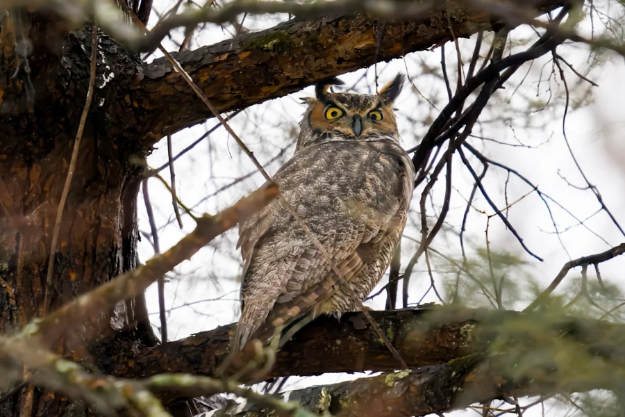 A great horned owl with mottled brown and gray feathers perches on a tree branch, surrounded by bare branches. A great horned owl with mottled brown and gray feathers perches on a tree branch, surrounded by bare branches.