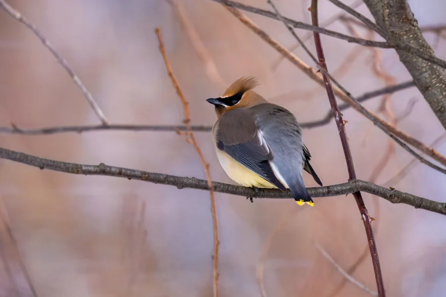 A cedar waxwing bird with brown and gray plumage sits on a bare tree branch against a soft, blurred background. A cedar waxwing bird with brown and gray plumage sits on a bare tree branch against a soft, blurred background.