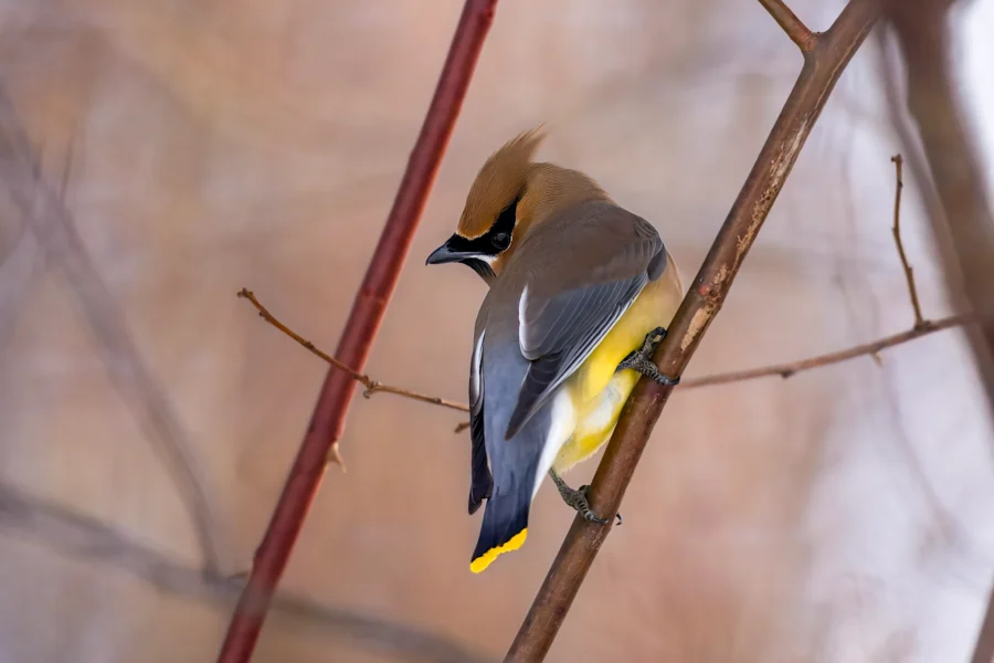 A cedar waxwing bird with brown, yellow, and gray plumage perches on a thin branch against a soft, blurred background. A cedar waxwing bird with brown, yellow, and gray plumage perches on a thin branch against a soft, blurred background.