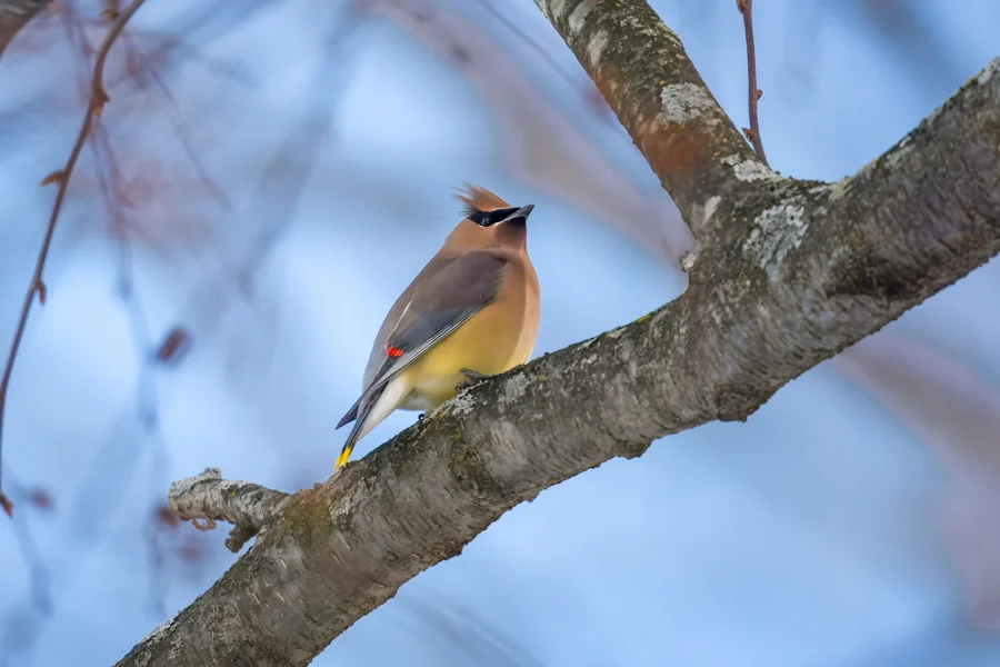 A cedar waxwing with a yellow-tipped tail and brown crest perches on a tree branch against a blue sky. A cedar waxwing with a yellow-tipped tail and brown crest perches on a tree branch against a blue sky.