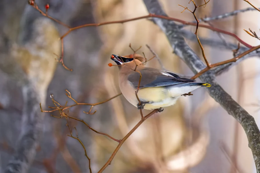 A bird perched on a branch holds a red berry in its beak, with bare branches and a blurred background behind it. A bird perched on a branch holds a red berry in its beak, with bare branches and a blurred background behind it.