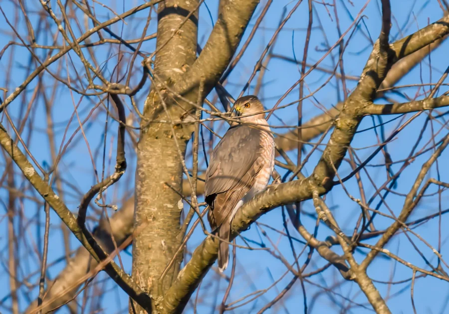 A hawk with brown and white feathers perches on a bare tree branch, surrounded by leafless twigs against a clear blue sky. A hawk with brown and white feathers perches on a bare tree branch, surrounded by leafless twigs against a clear blue sky.
