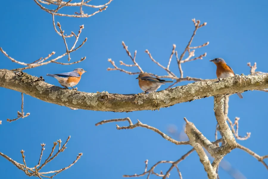 Three bluebirds are perched on a bare tree branch against a clear blue sky. Three bluebirds are perched on a bare tree branch against a clear blue sky.