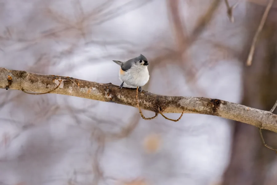 A small gray and white bird is perched on a bare tree branch with a blurred, wintry background. A small gray and white bird is perched on a bare tree branch with a blurred, wintry background.