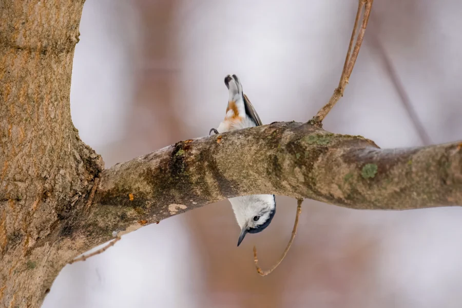 A small bird clings upside down to a tree branch in a natural, outdoor setting with a blurred background. A small bird clings upside down to a tree branch in a natural, outdoor setting with a blurred background.