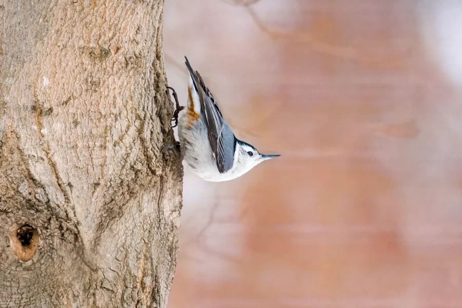 A small white-breasted nuthatch clings upside down to the side of a tree trunk, against a blurred brownish background. A small white-breasted nuthatch clings upside down to the side of a tree trunk, against a blurred brownish background.