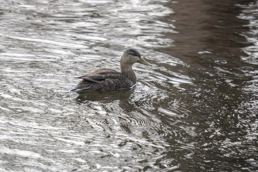 A brown duck swims alone on a rippling body of water under overcast lighting.