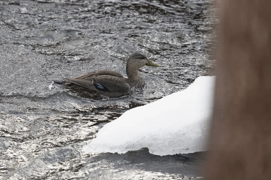 A duck swims in a flowing, partially frozen river with a chunk of white ice visible in the foreground.