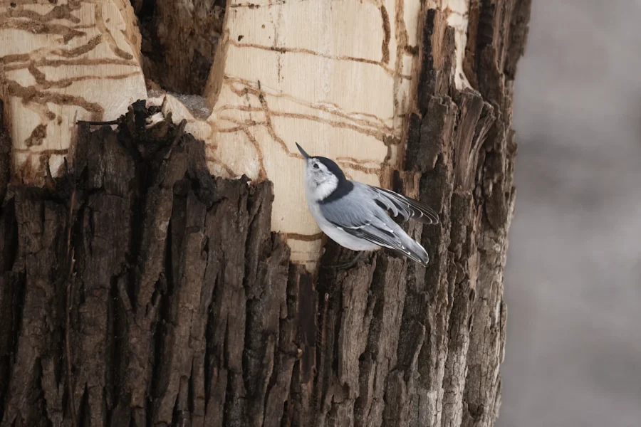 A white-breasted nuthatch clings to the side of a tree trunk with stripped bark, facing upward. A white-breasted nuthatch clings to the side of a tree trunk with stripped bark, facing upward.