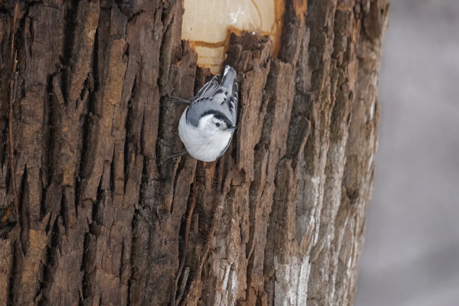 A white-breasted nuthatch clings to the rough bark of a tree, facing downward near a patch of stripped bark. A white-breasted nuthatch clings to the rough bark of a tree, facing downward near a patch of stripped bark.