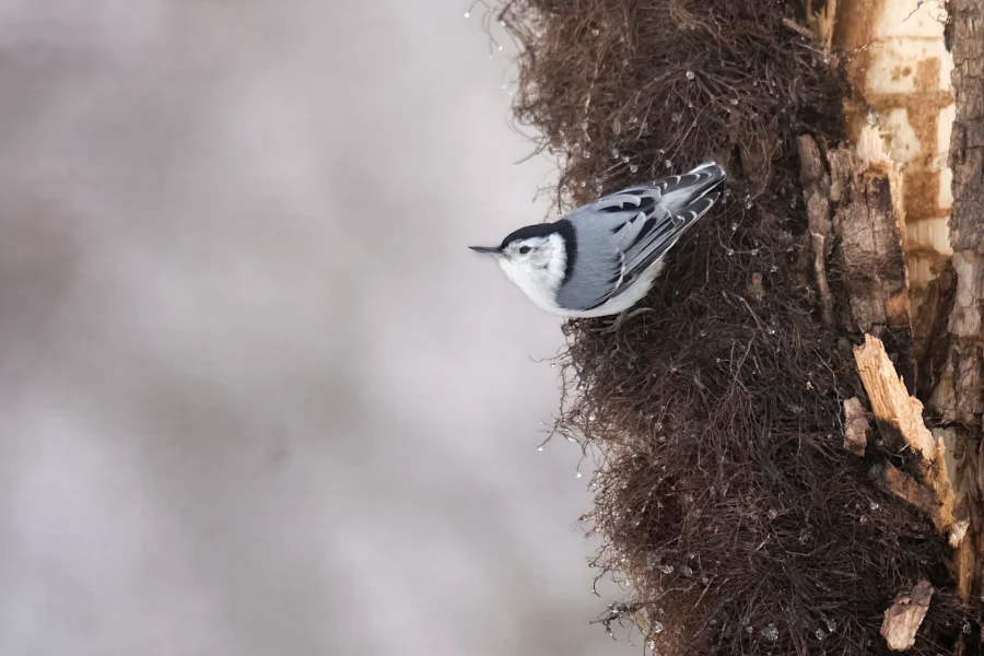A white-breasted nuthatch clings to the side of a tree trunk, facing left, with a blurred background. A white-breasted nuthatch clings to the side of a tree trunk, facing left, with a blurred background.