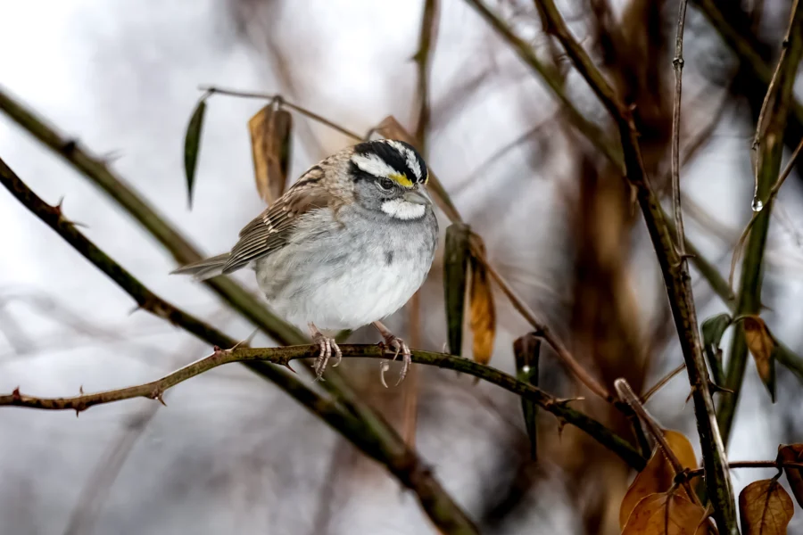 A small white-throated sparrow with brown, white, and yellow markings perches on a thin branch surrounded by sparse leaves. A small white-throated sparrow with brown, white, and yellow markings perches on a thin branch surrounded by sparse leaves.