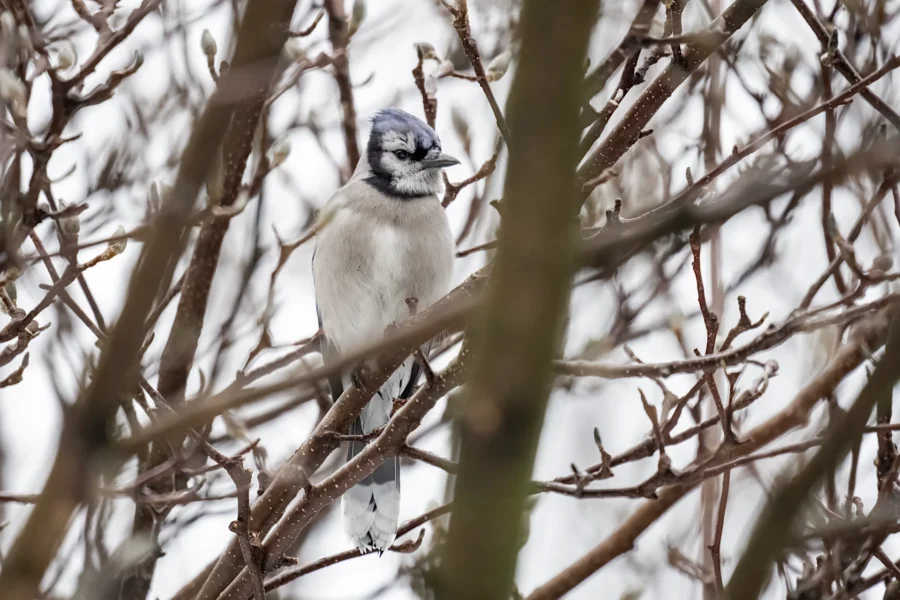 A blue jay perched on a branch among leafless, brown twigs in a wintry outdoor setting. A blue jay perched on a branch among leafless, brown twigs in a wintry outdoor setting.