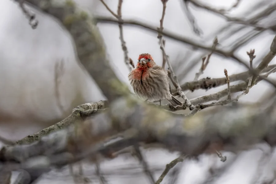 A small bird with red markings on its head and chest is perched on a bare tree branch among blurred twigs and branches. A small bird with red markings on its head and chest is perched on a bare tree branch among blurred twigs and branches.