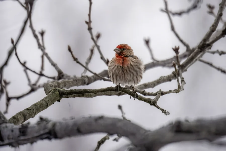 A small bird with red markings on its head and chest is perched on a bare tree branch, surrounded by out-of-focus branches against a gray background. A small bird with red markings on its head and chest is perched on a bare tree branch, surrounded by out-of-focus branches against a gray background.