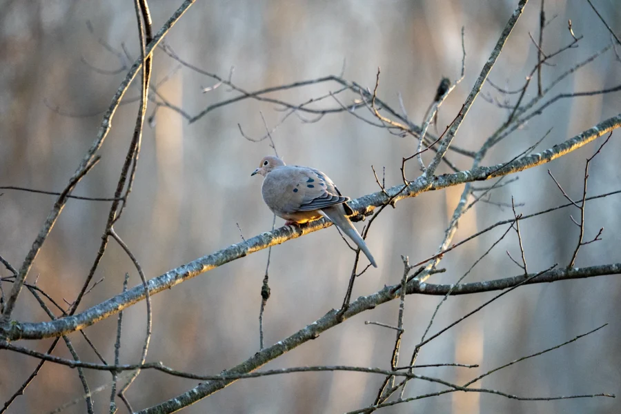 A mourning dove perches on a bare tree branch, surrounded by thin twigs, with a blurred background of leafless trees. A mourning dove perches on a bare tree branch, surrounded by thin twigs, with a blurred background of leafless trees.