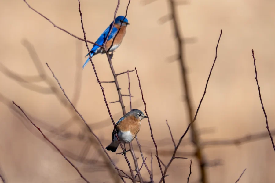 Two Eastern bluebirds perch on bare branches, with the male above showing bright blue plumage and the female below with more subdued colors, against a blurred beige background. Two Eastern bluebirds perch on bare branches, with the male above showing bright blue plumage and the female below with more subdued colors, against a blurred beige background.