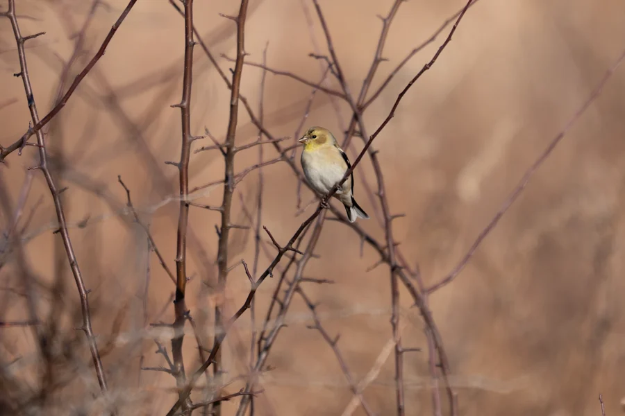 A small bird with yellow and brown feathers is perched on a bare, thin branch among leafless twigs against a blurred brown background. A small bird with yellow and brown feathers is perched on a bare, thin branch among leafless twigs against a blurred brown background.