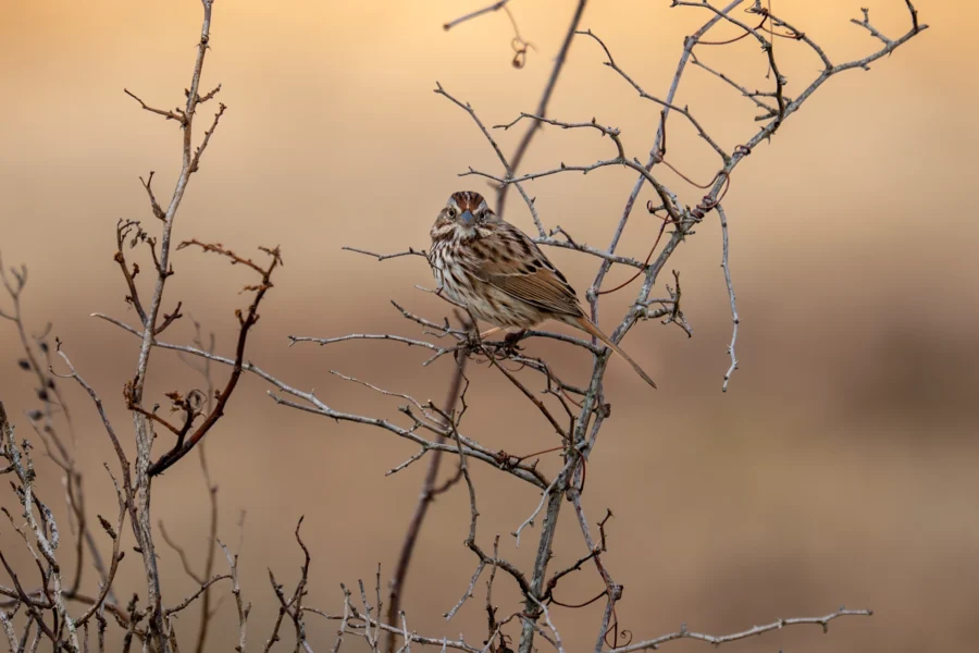 A small brown and white bird perches on the thin, bare branches of a shrub against a blurred beige background. A small brown and white bird perches on the thin, bare branches of a shrub against a blurred beige background.