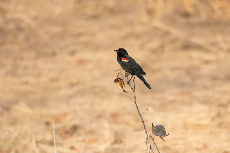A black bird with a red patch on its wing is perched on a thin, dry branch against a blurred, brownish background. A black bird with a red patch on its wing is perched on a thin, dry branch against a blurred, brownish background.
