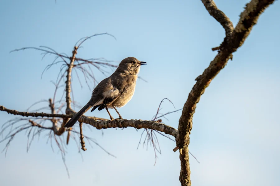 A small gray bird is perched on a bare tree branch against a clear blue sky. A small gray bird is perched on a bare tree branch against a clear blue sky.