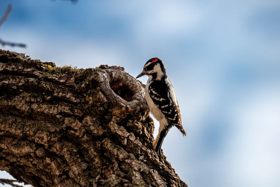 A woodpecker with black and white feathers and a red spot on its head pecks at the bark of a tree under a cloudy blue sky. A woodpecker with black and white feathers and a red spot on its head pecks at the bark of a tree under a cloudy blue sky.