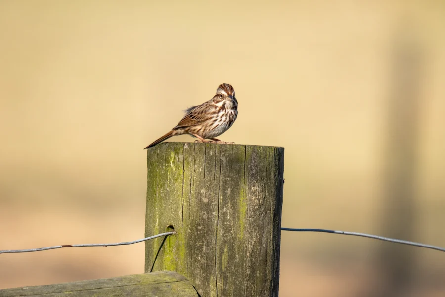 A small brown-striped bird is perched on top of a weathered wooden fence post with wire, against a blurred beige background. A small brown-striped bird is perched on top of a weathered wooden fence post with wire, against a blurred beige background.