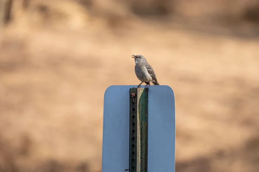 A small gray bird is perched on top of a metal signpost, with its beak open. The background is blurred and tan in color. A small gray bird is perched on top of a metal signpost, with its beak open. The background is blurred and tan in color.