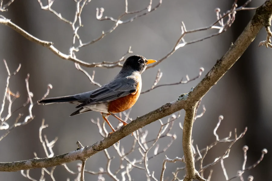 An American robin with a red-orange breast is perched on a bare tree branch, surrounded by leafless twigs against a blurred background. An American robin with a red-orange breast is perched on a bare tree branch, surrounded by leafless twigs against a blurred background.