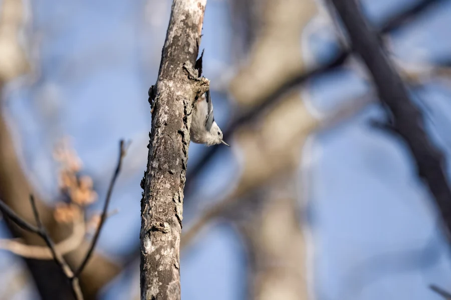 A small bird clings upside down to the side of a tree trunk, with blurred branches and a blue sky in the background. A small bird clings upside down to the side of a tree trunk, with blurred branches and a blue sky in the background.