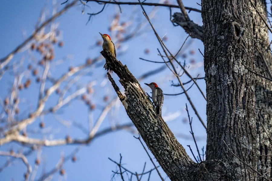 Two woodpeckers with red caps perch on a broken tree branch against a blue sky with bare tree branches in the background. Two woodpeckers with red caps perch on a broken tree branch against a blue sky with bare tree branches in the background.