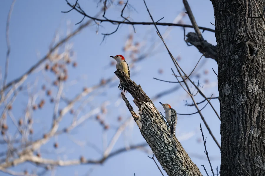 Two red-bellied woodpeckers perch on a broken tree branch against a clear blue sky, surrounded by bare branches. Two red-bellied woodpeckers perch on a broken tree branch against a clear blue sky, surrounded by bare branches.
