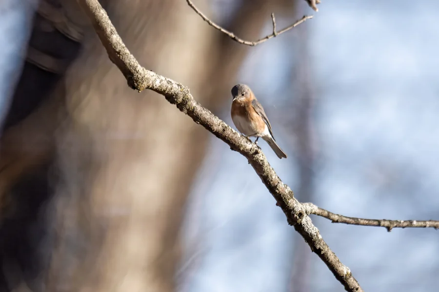 A small brown bird is perched on a tree branch with a blurred natural background. A small brown bird is perched on a tree branch with a blurred natural background.