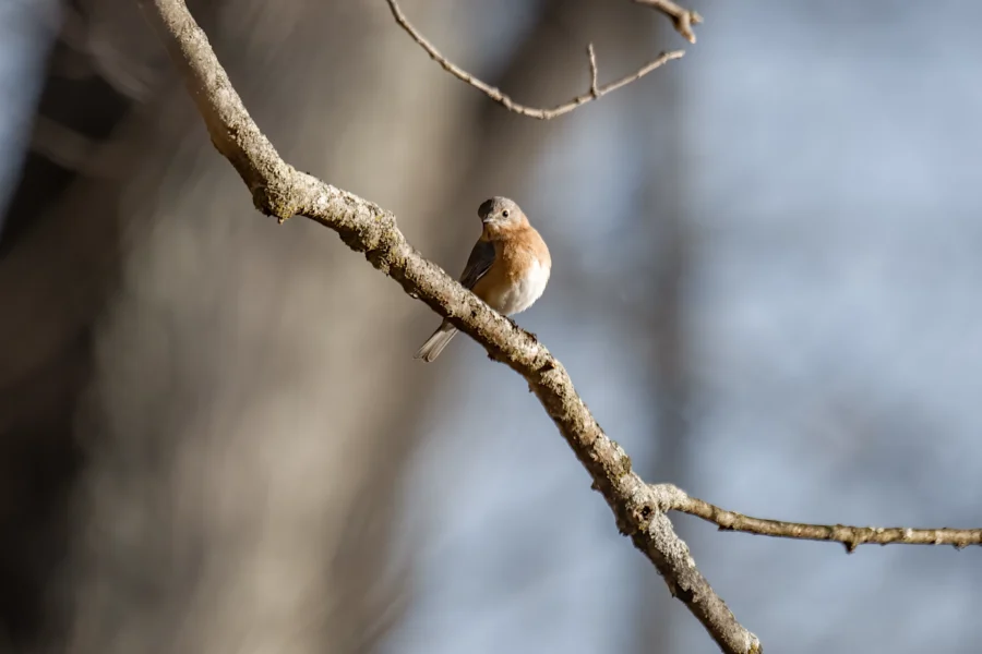 A small brown and white bird is perched on a bare tree branch with a blurred background. A small brown and white bird is perched on a bare tree branch with a blurred background.