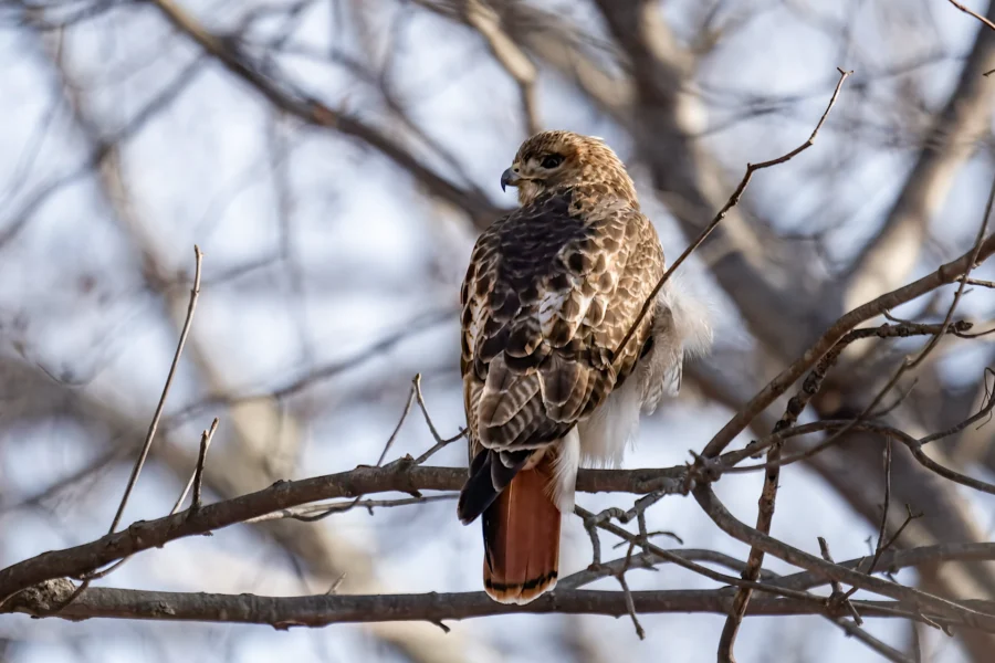 A red-tailed hawk with brown and white feathers perches on a tree branch with bare twigs in the background.