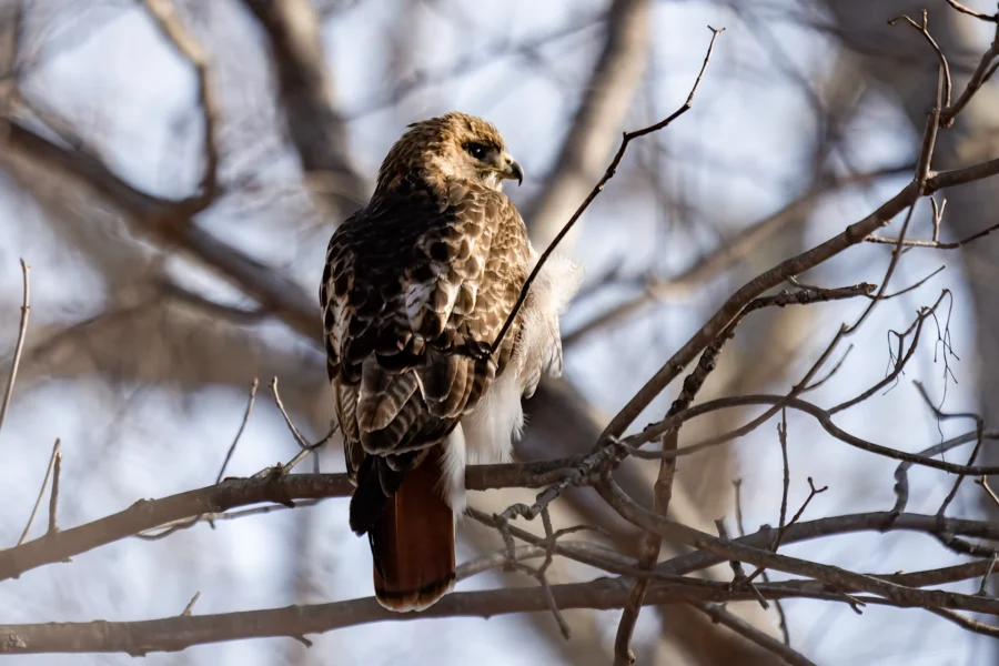 A hawk with brown and white feathers perches on a tree branch, surrounded by bare branches and a blurred background.