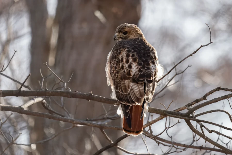 A hawk with brown and white feathers perches on a bare tree branch, facing away with its head turned to the side. The background is out of focus.