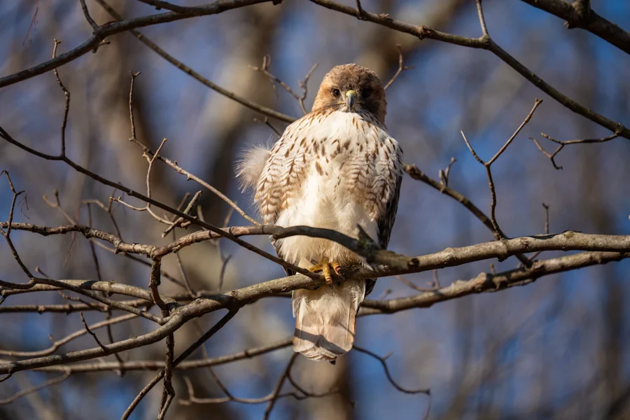 A hawk with brown and white feathers is perched on a tree branch with bare twigs and a blue sky in the background. A hawk with brown and white feathers is perched on a tree branch with bare twigs and a blue sky in the background.