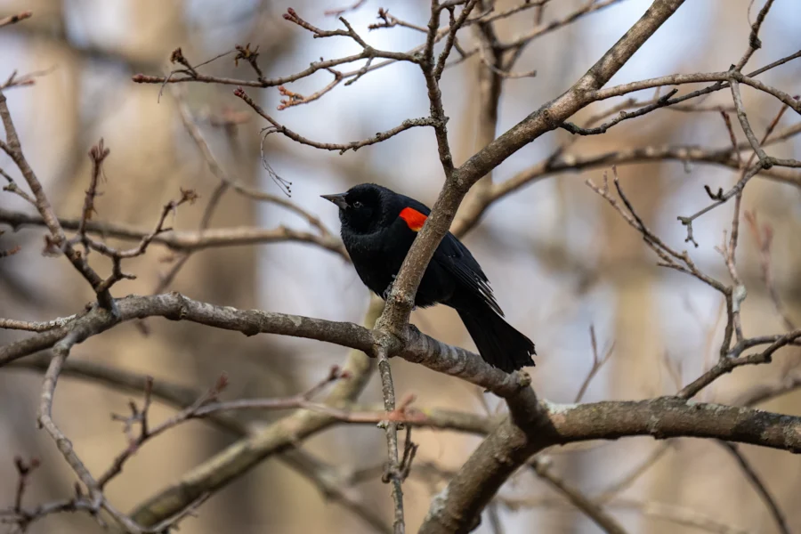 A black bird with a red patch on its wing is perched on a tree branch among bare twigs, with a blurred background of trees. A black bird with a red patch on its wing is perched on a tree branch among bare twigs, with a blurred background of trees.