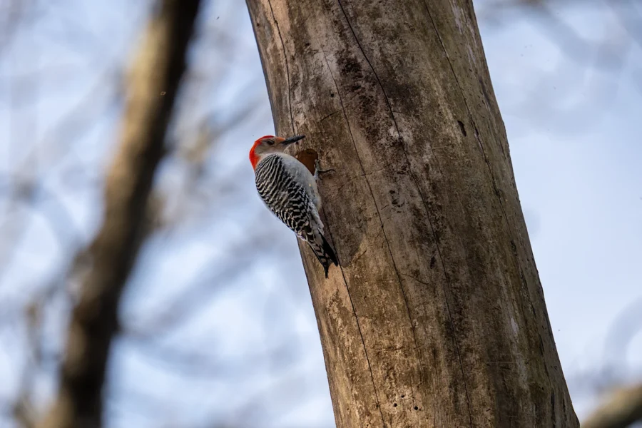 A woodpecker with a red head and black-and-white patterned wings clings to the trunk of a tree, pecking at the bark. A woodpecker with a red head and black-and-white patterned wings clings to the trunk of a tree, pecking at the bark.
