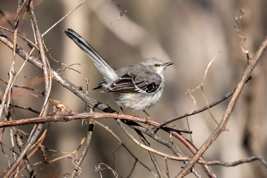 A northern mockingbird perches on a tangle of bare branches against a blurred natural background. A northern mockingbird perches on a tangle of bare branches against a blurred natural background.