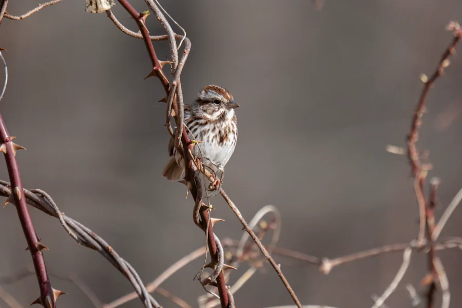 A small brown and white bird with streaked plumage is perched on a thorny branch against a blurred background. A small brown and white bird with streaked plumage is perched on a thorny branch against a blurred background.