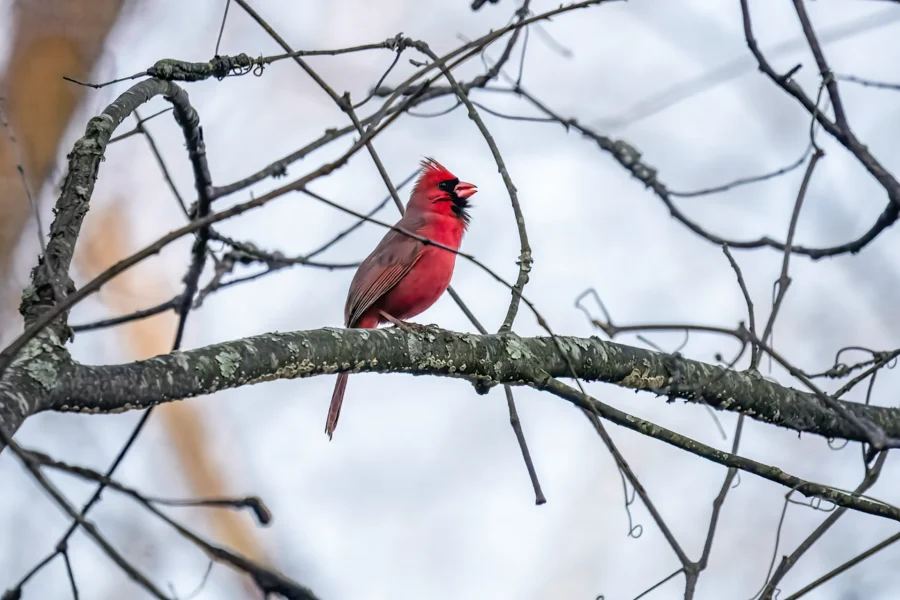 A bright red cardinal is perched on a tree branch with bare twigs, against a snowy, blurred background. A bright red cardinal is perched on a tree branch with bare twigs, against a snowy, blurred background.