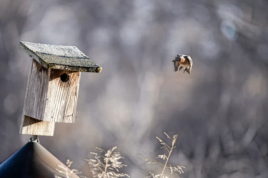 A small bird is flying toward a wooden birdhouse mounted on a post, with blurred plants and an out-of-focus background. A small bird is flying toward a wooden birdhouse mounted on a post, with blurred plants and an out-of-focus background.