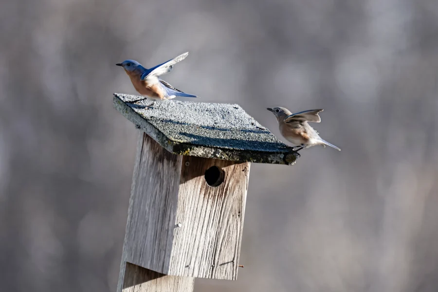 Two bluebirds perch on the roof of a weathered wooden birdhouse, with one bird spreading its wings slightly. Two bluebirds perch on the roof of a weathered wooden birdhouse, with one bird spreading its wings slightly.