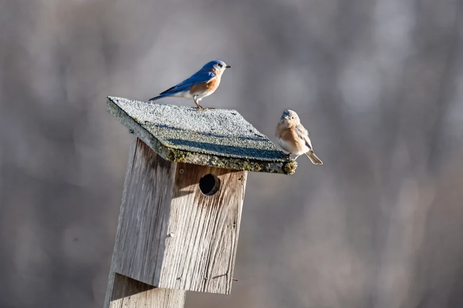 Two bluebirds perched on the roof of a wooden birdhouse, with a blurred natural background. Two bluebirds perched on the roof of a wooden birdhouse, with a blurred natural background.