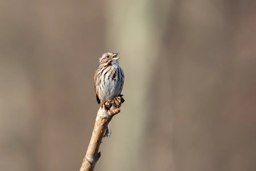A small brown and white bird with streaked plumage perches on the tip of a bare branch, beak open as if singing, with a blurred neutral background. A small brown and white bird with streaked plumage perches on the tip of a bare branch, beak open as if singing, with a blurred neutral background.